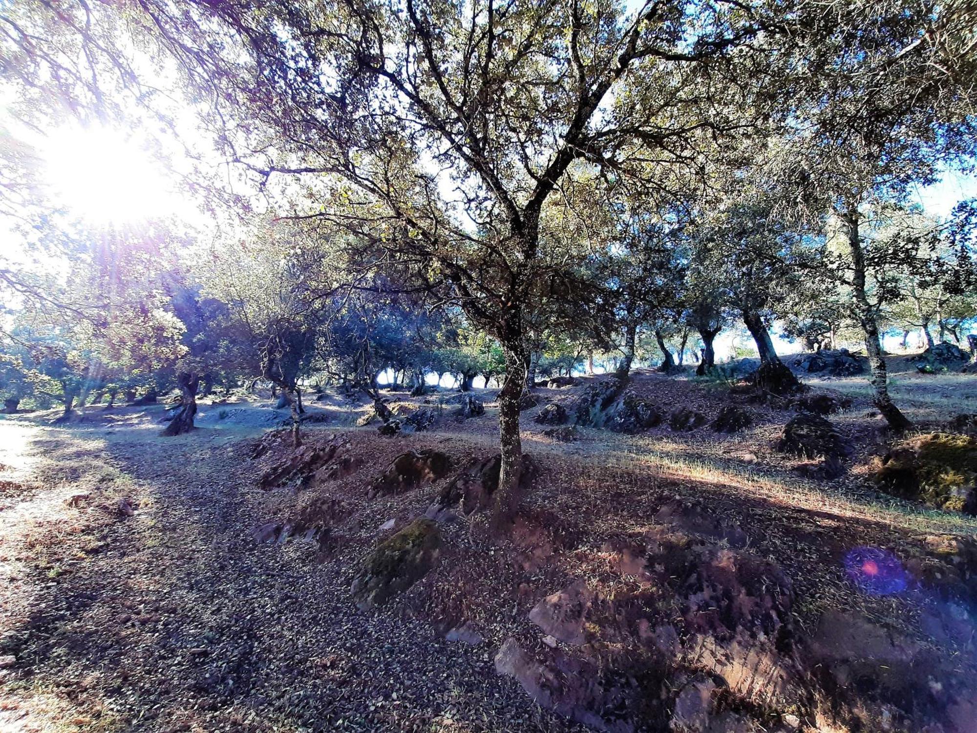 Casa Rural Gurumelo 阿拉色那 外观 照片